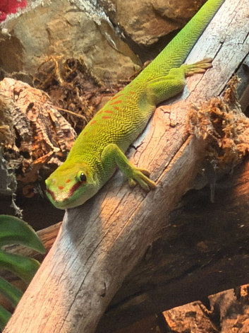 Giant Madagascan day gecko with full setup