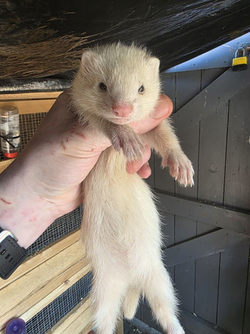 Ferret Kits