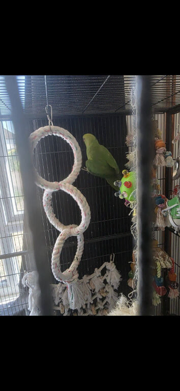 Female green Indian ringneck