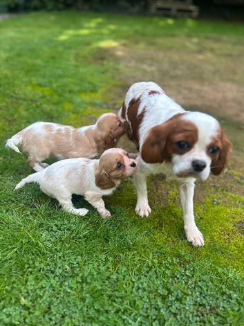 Cavalier King Charles puppies