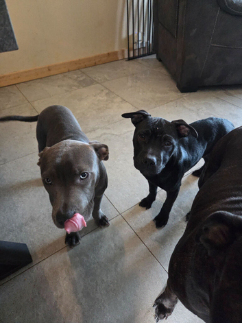 Staffies
