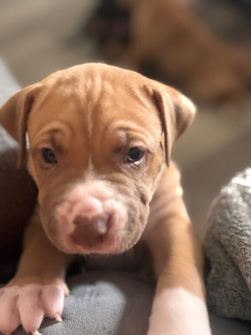 Stunning American bulldog staffy puppies