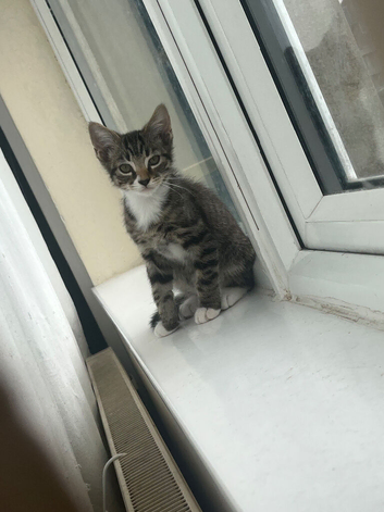 Cute fluffy kittens