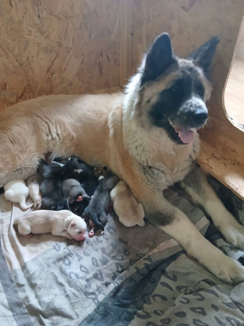 5 ADORABLE HUSKITA PUPPIES FOR SALE
