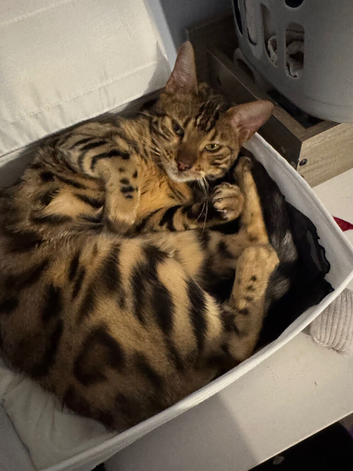 bengal female