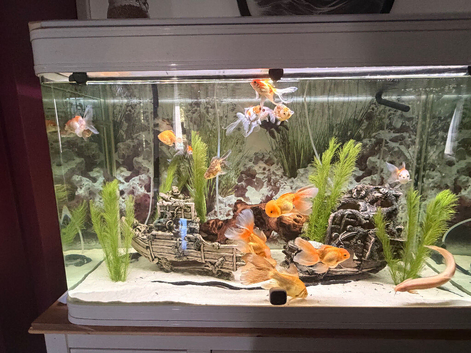I have for sale various goldfish