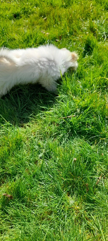 Maltese for sale 4 month old