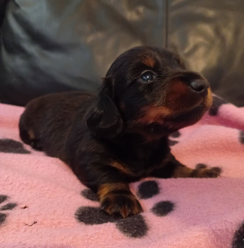 2 baby male minature sauasge dogs