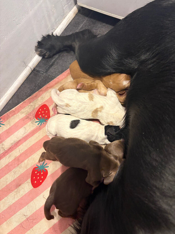 3 remaining  from this beautiful litter