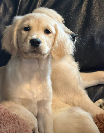 KC registered golden retriever puppies