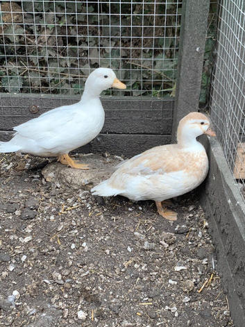 Breeding pair of call ducks