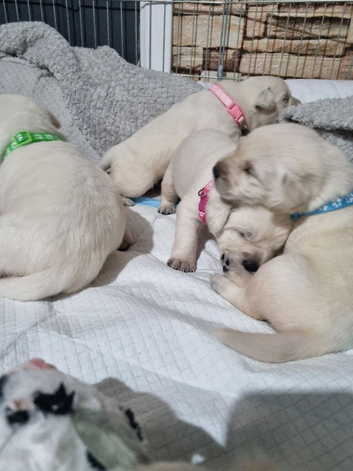 Puppy for sale