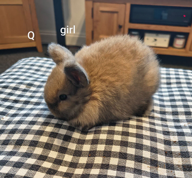 Mini lop baby bunnies