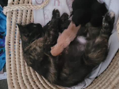 Beautiful kittens