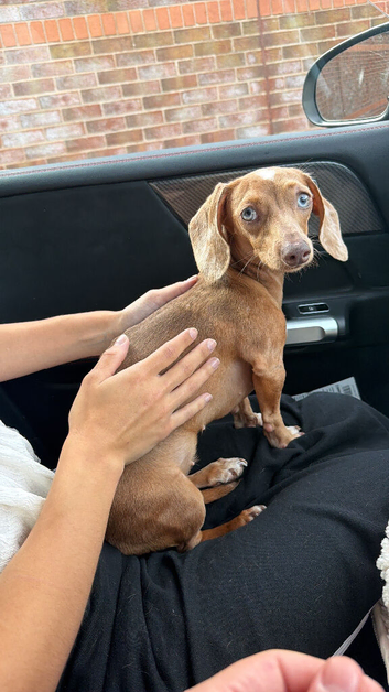 Dachshund