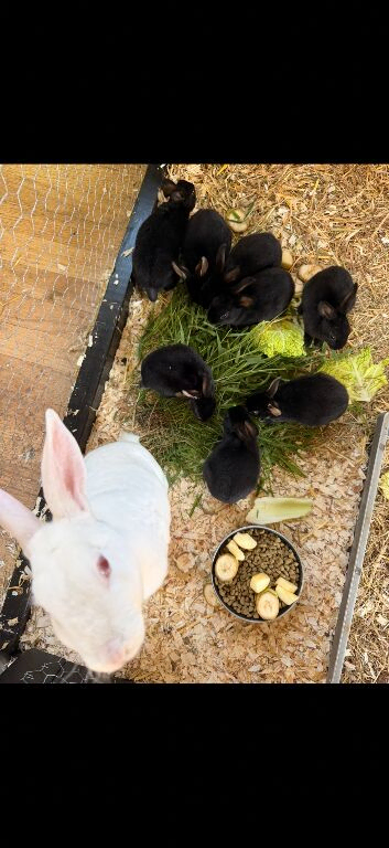 Rex rabbits