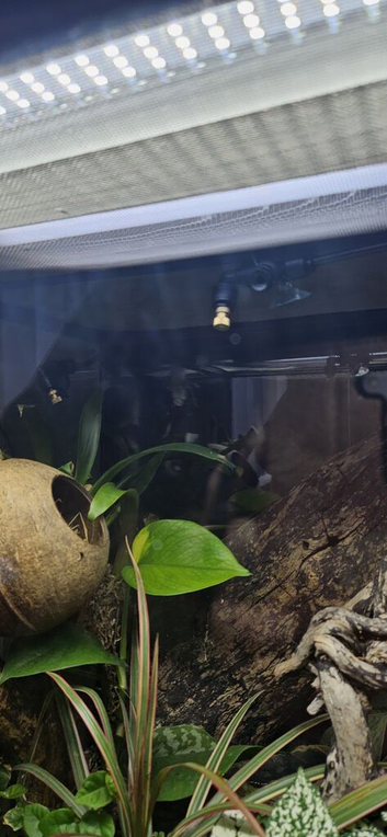 2 x exo terra setups &divide;&divide;&divide; geckos