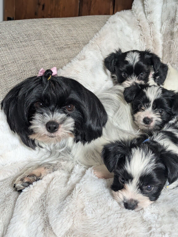 Pure Biewer pups .
