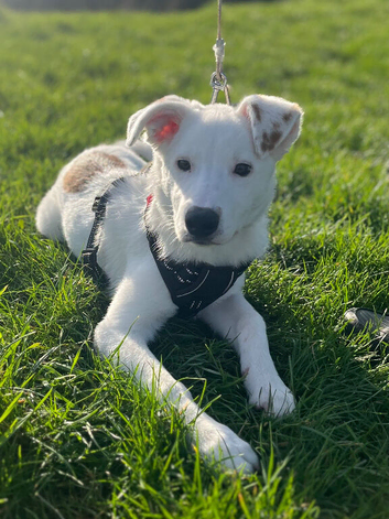 Border Collie needs a new home