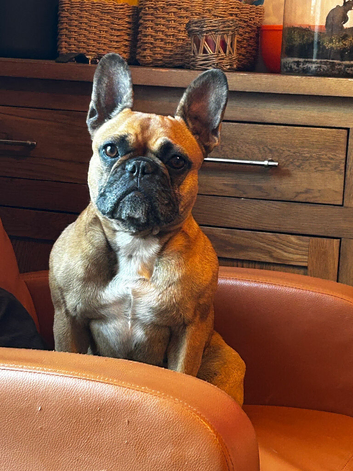 The sweetest red fawn frenchie girl looking for a home today or tomorrow