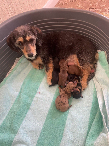 5 lovely dachshund pups for sale