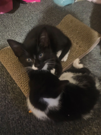 Kittens for sale