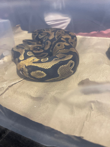 Royal python