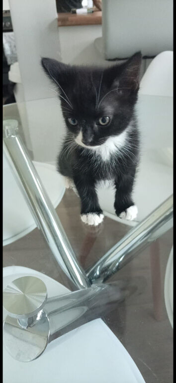 2 male kittens