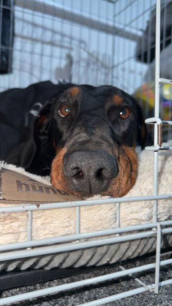 4 year old doberman
