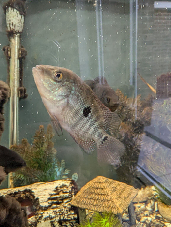 Fish for sale or swaps