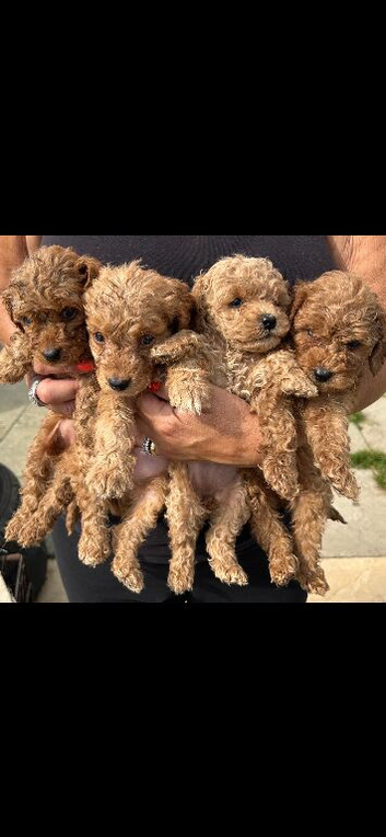 6 Beautiful Cockapoos