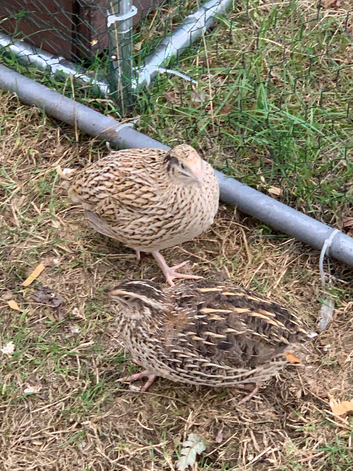 9 girls 2 boy Cortunix quail