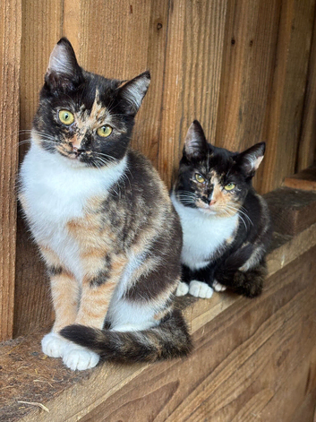 Adorable kittens