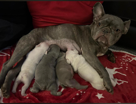 Beautiful female frenchie