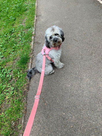 Girl mini cockapoo looking for a male stud