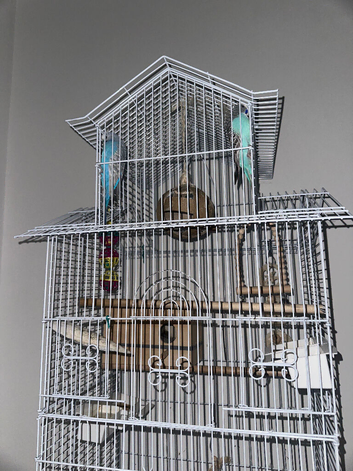 2 MALE BUDGIES FOR SALE!!!