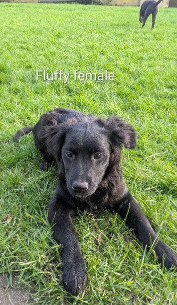 LABRADOR X WHIPPET X ROUGH COLLIE