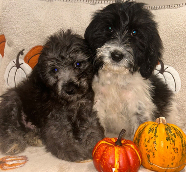 Beautiful Cockerpoo cross puppies