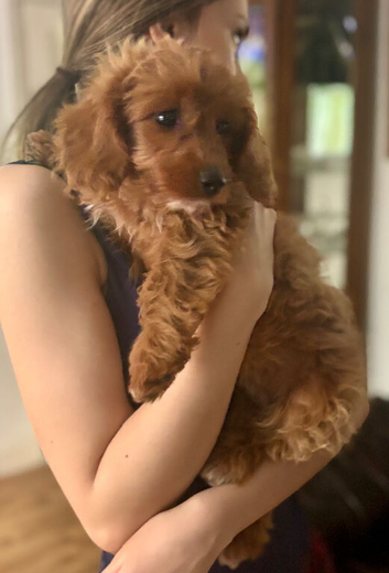 READY NOW, &pound;800 ono, Super cute Cavapoochon&rsquo;s