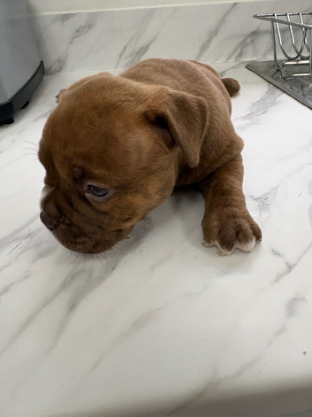 Pocket bully- bulldog