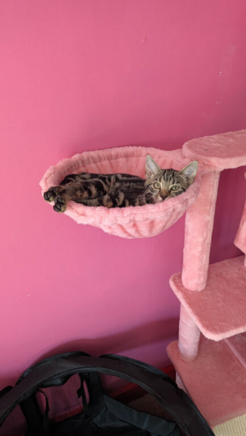 Kitten