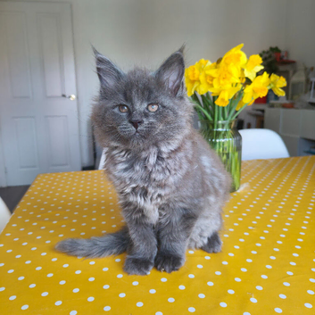 Stunning Maine Coon Kittens &ndash; 3 Males