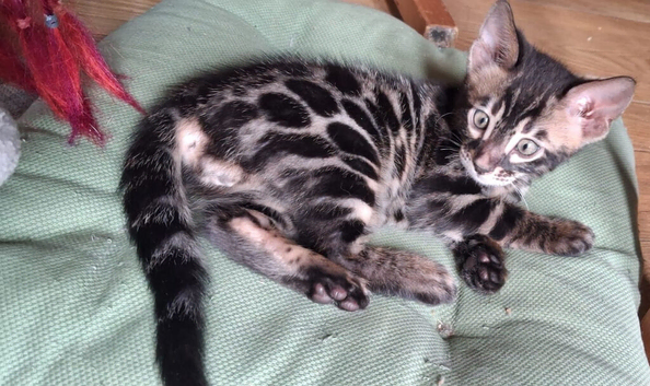 Bengal kitten