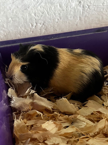 Guinea pigs
