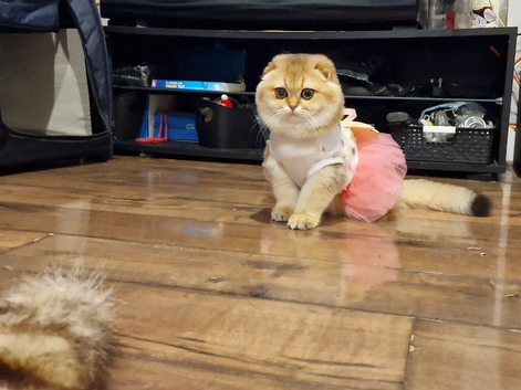 Neutered adult female