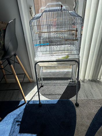 Budgie