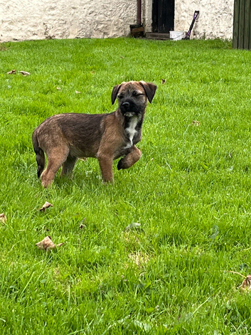 Border Terrier Pups
