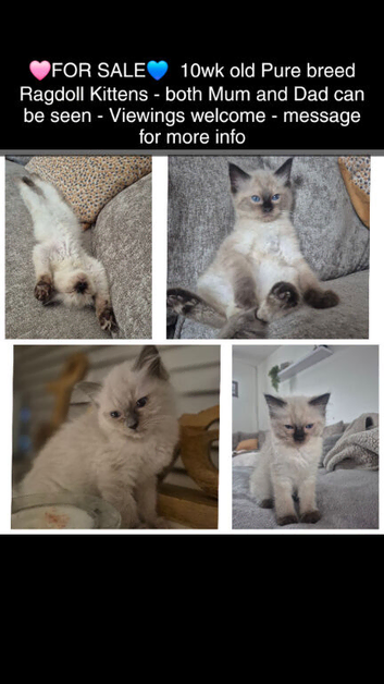 Pure breed Ragdoll Kittens