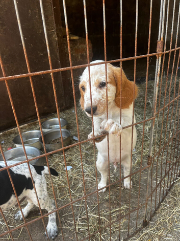 KC registered working cocker spaniel puppy