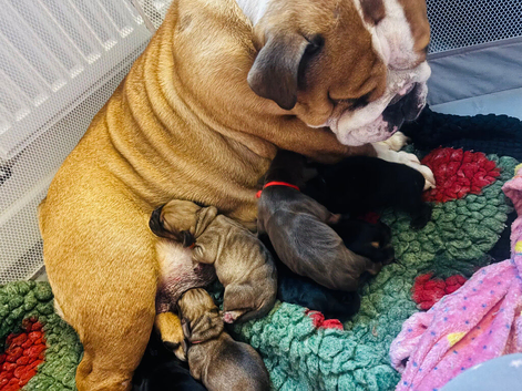 English bulldog x cocker spaniel puppies.
